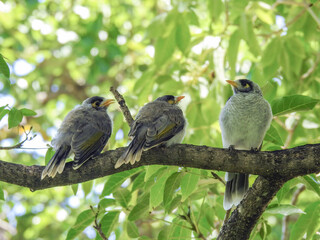 Trio of noisy miner fledglings