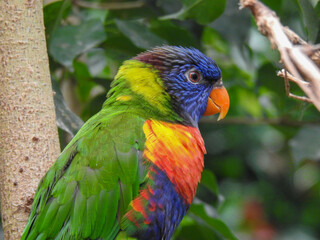 Brightly colored rainbow lorikeet