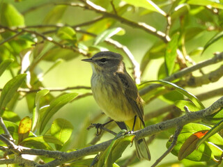 Yellow rumped warbler near Cocoa, Florida