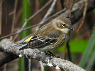 Yellow rumped warbler near Cocoa, Florida