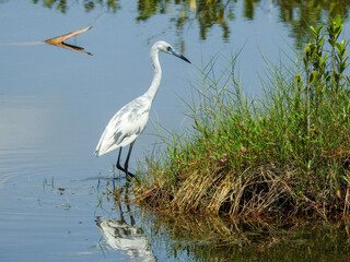 Immature snowy egret in Florida wetlands
