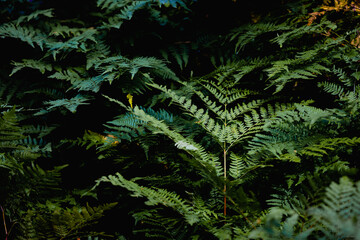 Green fern in a rainy forest. Daylight. Nature