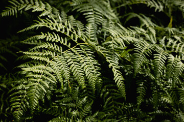 Green fern in a rainy forest. Daylight. Nature
