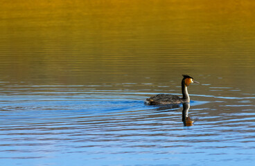 Crested Grebe Bird Swimming at Lake Alexandrina, located in the Mackenzie Basin, South Island, New Zealand