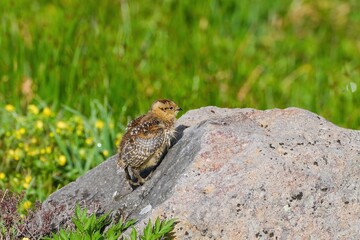元気に動き回るライチョウの雛＠長野