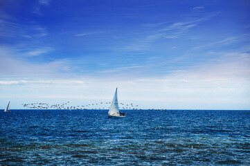 The birds and the sail - outdoor scene on the lake Ontario with light blue sky, dark blue water, and a small sailboat competing with a flock of birds.