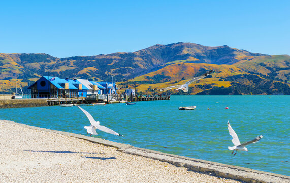 Panoramic View of Akaroa Beach on the Banks Peninsula, southeast of Christchurch, South Island, New Zealand. Wharf Akaroa harbour.