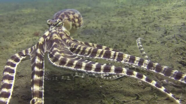 mimic octopus imitating jellyfish raising into blue water, medium shot during day