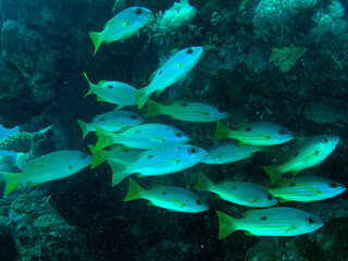 reef fishes