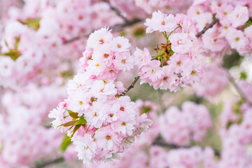 小布施の八重桜