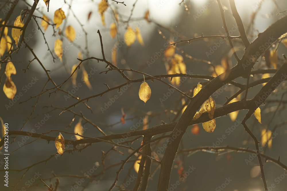 Poster Selective focus shot of gorgeous autumn orange and yellow leaves on the trees in the forest