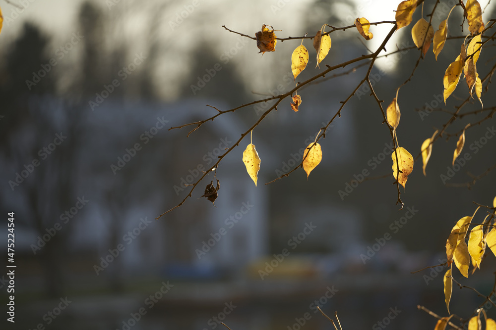 Wall mural selective focus shot of gorgeous autumn orange and yellow leaves on the trees in the forest