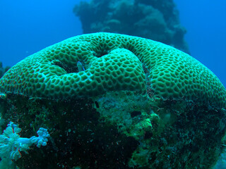 coral reef and fish