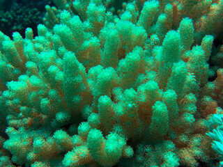 Soft coral