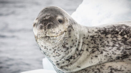 Closeup of a leopard seal on the ice in Antarctica with a blurry background