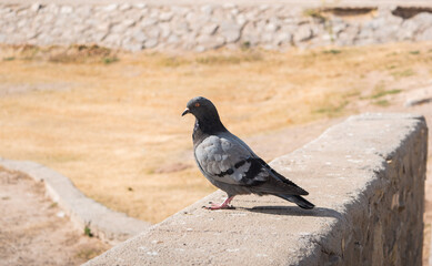 Pigeon on a wall