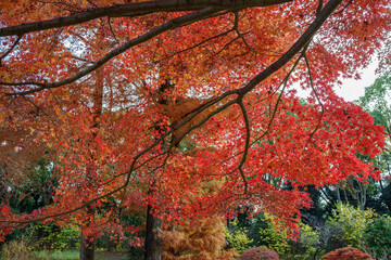 秋・紅葉するカエデ