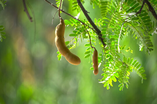 Tamarind fruit hang tamarind tree garden, blurred background