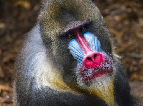 Colorfull Male Mandrill Monkey Face; Mandrill is the Largest Monkey