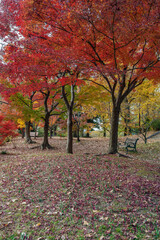 秋・紅葉する公園の風景