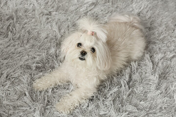 Adorable funny dog on carpet at home