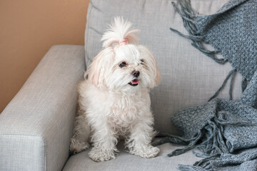 Adorable funny dog on sofa at home