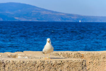 Fototapeta premium Portrait of the seagull against the Black sea
