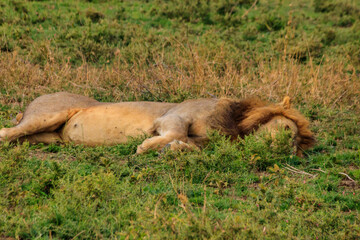 Lion (Panthera leo) sleeping on grass in savannah in Serengeti National Park, Tanzania