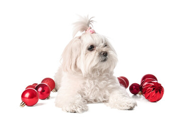 Adorable funny dog with Christmas balls on white background