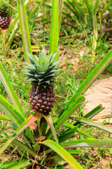 Pineapple plant with unripe fruit growing in the garden