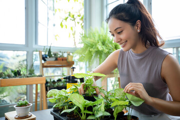 Asian woman Gardener Spraying of water on the plant in the garden for relaxing day at home.