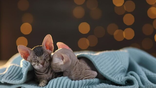 Two bald kittens of the Sphinx breed sit under a knitted blue blanket