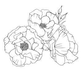 Bouquet of roses for design and decoration. Vector black and white isolated art line drawing.