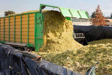 Truck unloads corn silage at dairy farm warehouse for storage