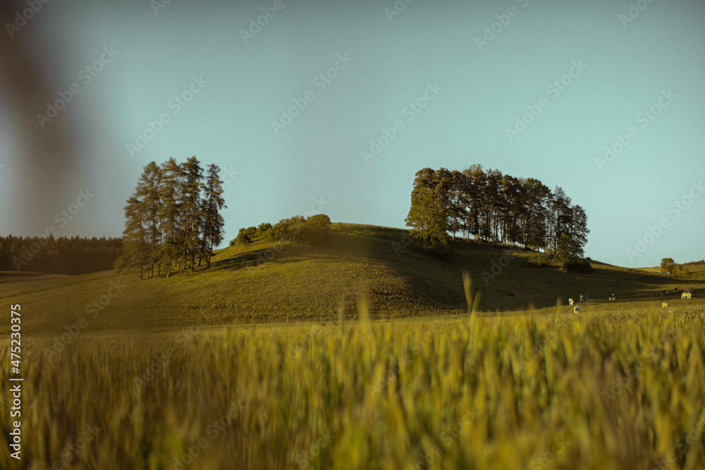 Sticker beautiful view of a yellow field with a green hill against a light blue sky