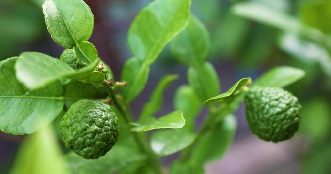 close up of Kaffir Lime citrus fuits on branch in garden. Bergamot Orange plant
