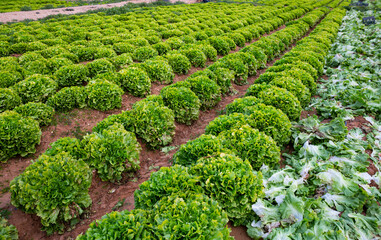 Fototapeta na wymiar Smooth rows of lettuce on the field. High quality photo
