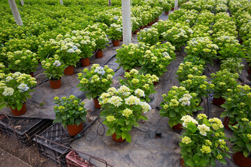 Fototapeta na wymiar Perennial garden flowers growing in flowerpots at glasshouse farm