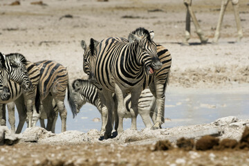 Fototapeta premium Laughing Zebra showing gums and teeth, funny grimace. Etosha Nature reserve in Namibia 