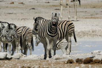 Fototapeta na wymiar Laughing Zebra showing gums and teeth, funny grimace. Etosha Nature reserve in Namibia 