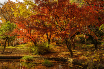 秋・水辺の紅葉