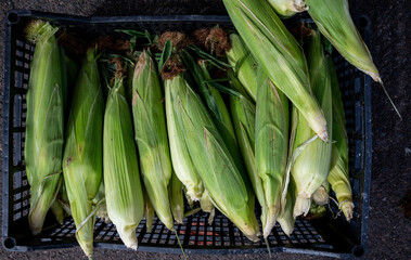 Obraz premium Fresh ears of corn in green husks are stacked up for sale in a Farmers Market in Oregon, soft tones of green and sharp detail of the fresh husks.