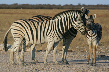 Fototapeta na wymiar Zebra togetherness, 2 zebra together protecting each other in a couple form showing love to each other. Etosha Nature Reserve in Namibia