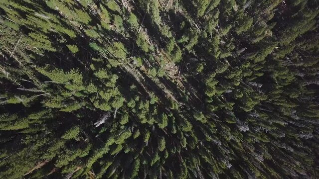 A top-down dolly shot of a deep forest pine tree spae in the mountains of Colorado USA with some deadfall 4k