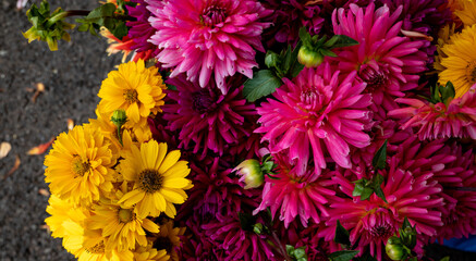Beautiful fresh and colorful dahlias are bunched up and displayed for sale at a Farmers Market in Oregon.