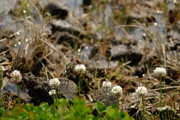 春が訪れ、耕された水田の畔に咲くシロツメ草