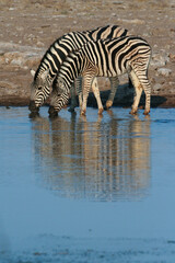 Fototapeta na wymiar Zebra Drinking water at a waterhole in Etosha Salt pans in Namibia