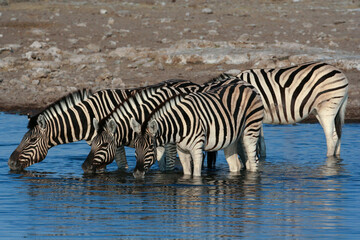 Obraz na płótnie Canvas Zebra Drinking water at a waterhole in Etosha Salt pans in Namibia