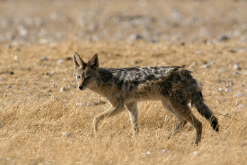 Black backed jackal in Etosha nature reserve in Namibia
