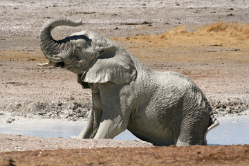 Namib elephant having fun covering its self with mud to protect from bugs and the sun. protective layer. Etosha Salt pans in Namibia